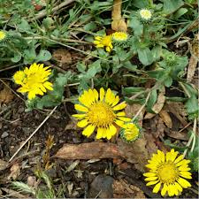 Image result for Gunillaea