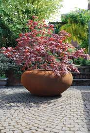 Acer In A Pot How To Plant A Tree Flower Pots Outdoor Long Garden Ideas