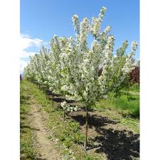 These crabapple tree varieties belong to the same genus as apples. Malus Hargozam Flowering Crabapple Harvest Gold White Paramount Nursery Inc