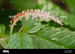 Image result for Hilleria latifolia