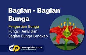 Bagian bagian bunga dan fungsinya. Bagian Bagian Bunga Beserta Fungsinya Lengkap Dosenpintar Com