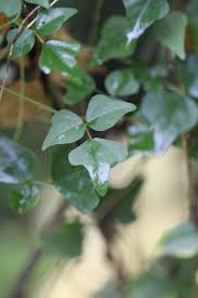 Image result for Dolichos trilobus