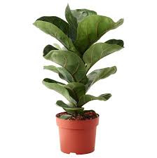 Psa Ikea Has An Entire Plant Section Here Are The Highlights Refinery29 Ikea Plants Ficus Lyrata Plants