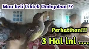 Ciblek kristal gacor nembak nyari lawan cocok buat terapi mental ciblek anda jangan lupa subcrabe biar nga ketingalan vidio. Ciblek Semi Ngalung Tanpa Kroto