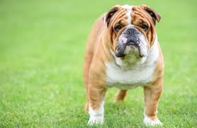 Victorian bulldogs might look a little intimidating, but they are loyal and reliable sweethearts with a gentle nature that make a great family companion. The Complete Victorian Bulldog Breed Information Buyer S Guide All Things Dogs All Things Dogs