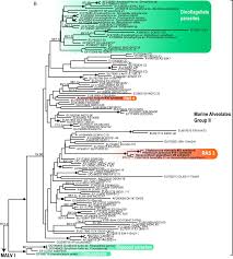 Easy logo maker & brand builder. Radiolaria Associated With Large Diversity Of Marine Alveolates Sciencedirect