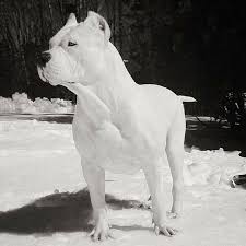 Pin By Rf Boxill On White Pitbulls In 2020 Dogs Pitbulls White Pitbull