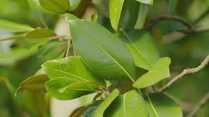 Image result for Cryptolepis apiculata