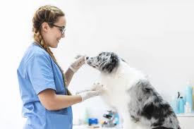 Although it had started as a healthy diet change, now for some, it's a way of life. Is A Vegan Diet Healthy For Dogs Will They Just Survive Or Can They Thrive Totally Vegan Buzz
