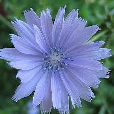 Image result for Cichorium