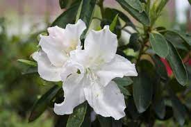 Gerbing is a larger, more full sized azalea variety with nice. G G Gerbing Azalea Azalea G G Gerbing From Taylor S Nursery