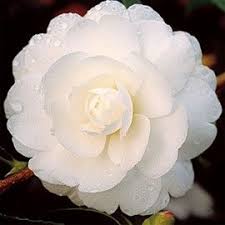 Camelia D Automne Early Pearly Trees To Plant Amazing Flowers Flowers