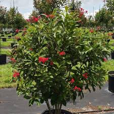 Image result for Jatropha erythropoda