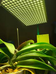Also, a little taste of winter in. Any Tips On How To Grow Phalaenopsis Orchids Under Led Grow Lights Orchids