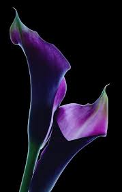Pin On Flower Power