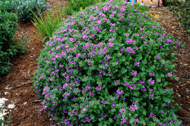 Image result for Polygala petitiana