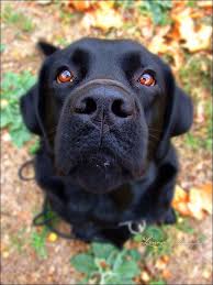 Pin By Rasir Veronique On Fall Photography Black Labrador Retriever Labrador Retriever Labrador Retriever Puppies