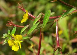 Image result for Ludwigia leptocarpa