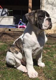 If you are unable to find your companion in our dogs for adoption sections, please consider looking thru the directory of rescue organizations, to see if they have any current dogs for adoption listings. American Bulldog Rescue 501c3 Not For Profit Dog Rescue Charity Lafayette