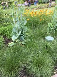 Plant Profile: Black-eyed Susan