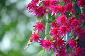 There's also an easter cactus, or rhipsalidopsis gaertneri, which flowers in—you guessed it—late winter to early spring. Back Lit Pink Zygocactus Flowers Of Hatiora Gaertneri Also Known As The Crab Cactus Christmas Cactus Thanksgiving Cactus And Easter Cactus Stock Photo Adobe Stock