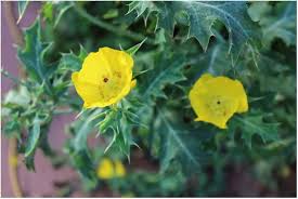 Image result for Argemone mexicana