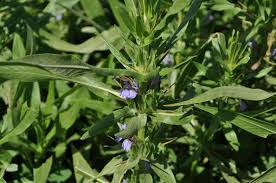 Image result for Hygrophila schulli