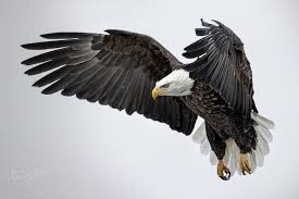 Logo rajawali keren, logo kepala rajawali, gambar rajawali api, logo elang png, rajawali vector png, burung simak ulasan terkait gambar gif dengan artikel gaya terbaru 26+ rajawali png berikut ini. 39 Ide Birds Art Burung Burung Kakatua Elang