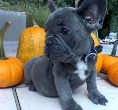 Join millions of people using oodle to find puppies for adoption, dog and puppy listings, and other pets adoption. Mbnhg Mini French Bulldog Pups For Sale Handmade Michigan