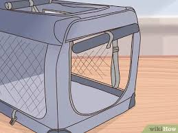 كيفية نقل القطط بالطائرة صور توضيحية Wikihow