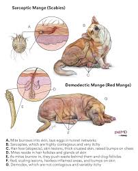 Image result for Sarcoptes scabiei life cycle