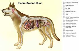 Das nierenlager befindet sich beidseits der wirbelsäule im spatium retroperitoneale. Organe Des Hundes Lage Und Funktion Myluckydog Ch