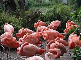 Července 1951 oficiálně vznikla zoo ostrava (v kunčičkách). Zoo Ostrava Flamingos Picture Of Zoo Ostrava Ostrava Tripadvisor