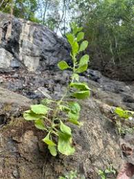 Image result for Pseudoconyza