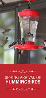 Spring Hummingbirds At Tara Nectar Food Recipe Hummingbird Feeder Care Via Tarawildlif Humming Bird Feeders Plants To Attract Hummingbirds Hummingbird Food