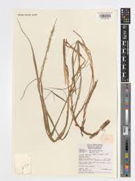 Image result for Cenchrus macrourus