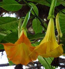 Angel S Trumpet Better Homes Gardens