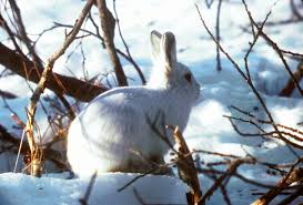 The arctic hare's incisors (front teeth) never stop. Alaskan Hare Wikipedia