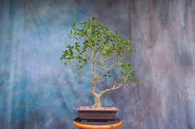 Image result for Ficus sycomorus