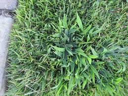 Maybe you would like to learn more about one of these? Crabgrass Control