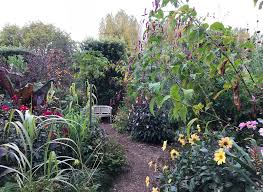 Image result for Berlinia orientalis