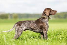 Our puppies are akc registered, potty & home trained, vet checked. German Shorthaired Pointer Dogs And Puppies For Sale In The Uk Pets4homes