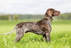Puppies german shepard mix with boxer German Shorthaired Pointer Dogs And Puppies For Sale In The Uk Pets4homes
