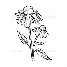 Echinacea Purpurea Medical Plant Sketch Vector Ad Medical Ad Purpurea Echinacea Vector Plant Sketches Echinacea Purpurea Echinacea