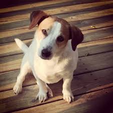 Jack-a-bee stock photo. Image of cross, beagle, jack