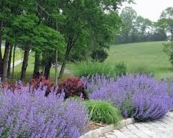 Is This Russian Sage Or Lavender Landscape Design Backyard Landscaping Landscape