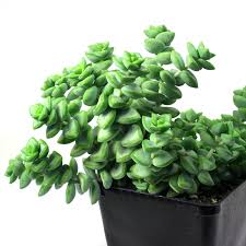 Image result for Crassula granvikii