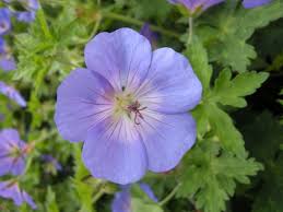 Image result for Geranium bohemicum Orhcid Blue