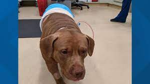 Massachusetts housing and shelter alliance: Washington Dc Dog Stabbed Humane Rescue Alliance Cash Dog Wusa9 Com