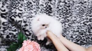 They have the fluffy pom hair and curly pom tails. Micro Mini Teacup Pomeranian Puppies For Sale St George News